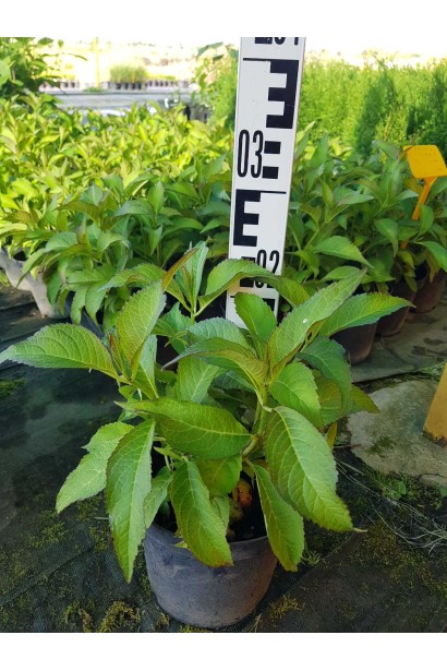 Гортензія широколиста Міс Саорі - 3л/вис.20-30см/Ø15-25см